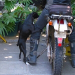 Perro Montando Pierna