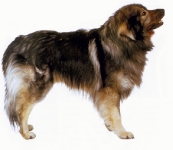 Perro pastor de karst 