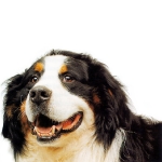 Border collie sonriendo