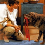 Perro sujetando su Correa