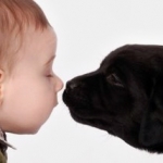 perro olfateando a un nino