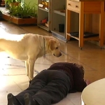 perros-para-epilepsia