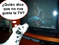 Perro viendo television