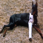 displacia-a-la-cadera-en-perros