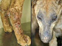 Leishmaniosis o enfermedad del mosquito