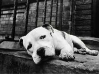 Moquillo o distemper