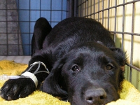 Perro con Parvovirosis