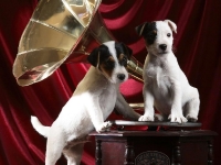 Perros adictos a la Música