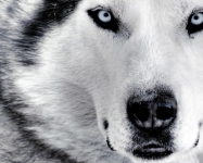 Cara de Lobo