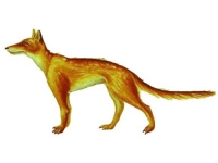 Supuesto aspecto del Hesperocyon
