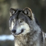 Lobo