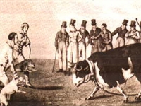 Lucha de Perros contra Reses