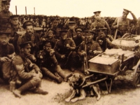 Perros militares de la primera guerra mundial