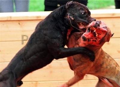 peleas-de-perros agresividad en perros