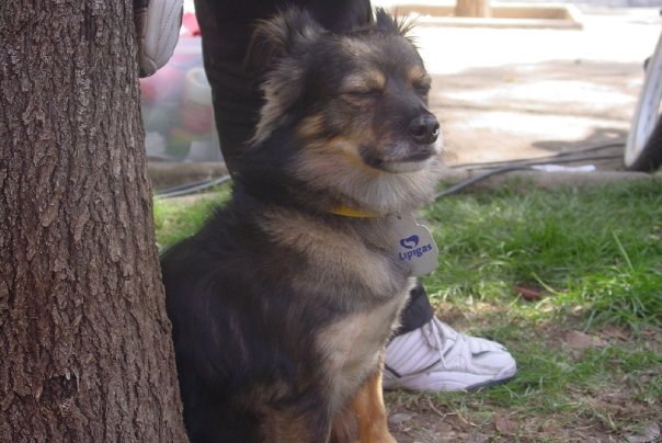 perro-lipigas-3