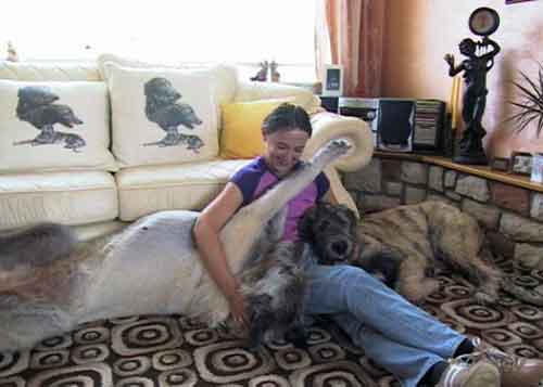 los perros mas grandes del mundo