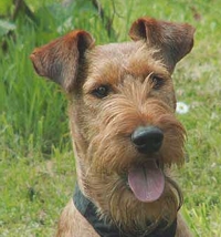 Terrier Irlandés