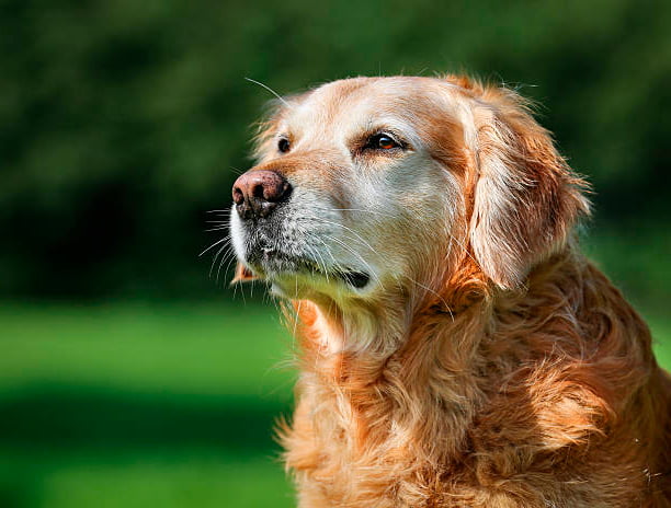 golden retriever observando la inmensidad