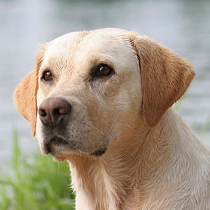 labrador retriever contemplando la inmensidad