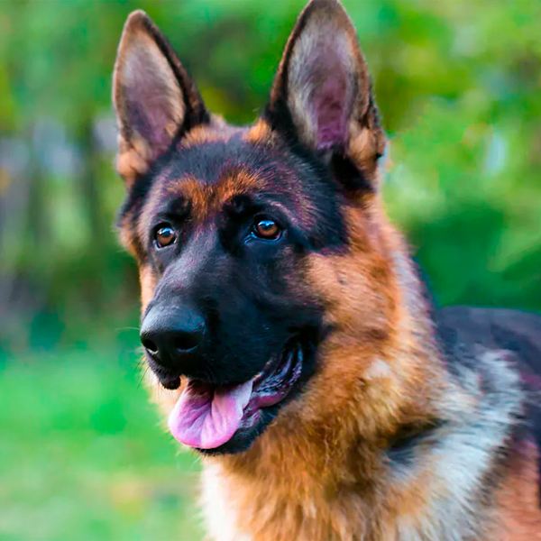 pastor alemán raza perro