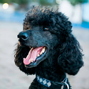 retrato de un caniche