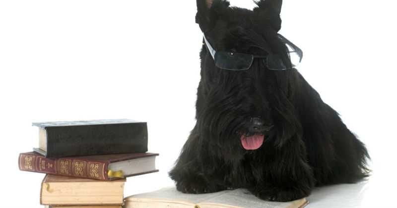 10 consejos para comprar un scottish terrier
