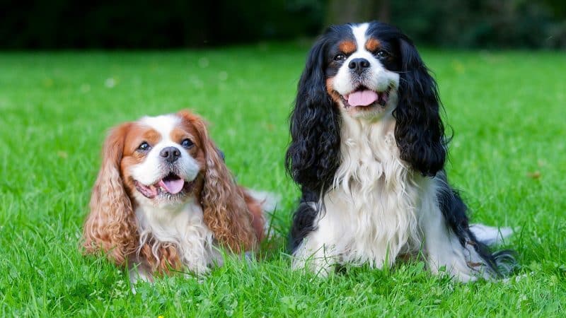 2 cavalier king charles spaniel de distinto color