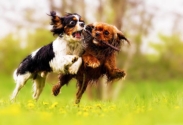 2 cavalier king charles spaniel jugando a atrapar una rama