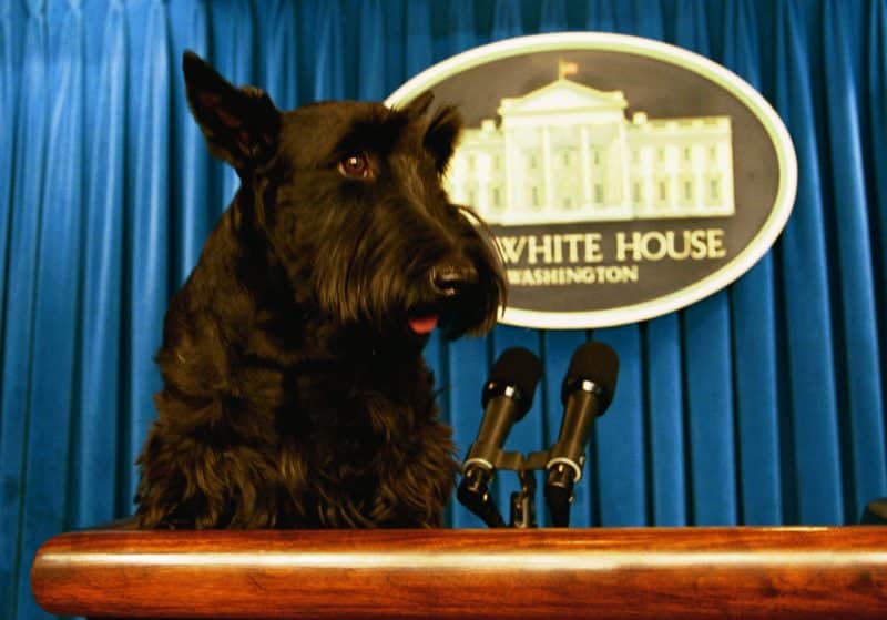 terrier escoces en la casa blanca