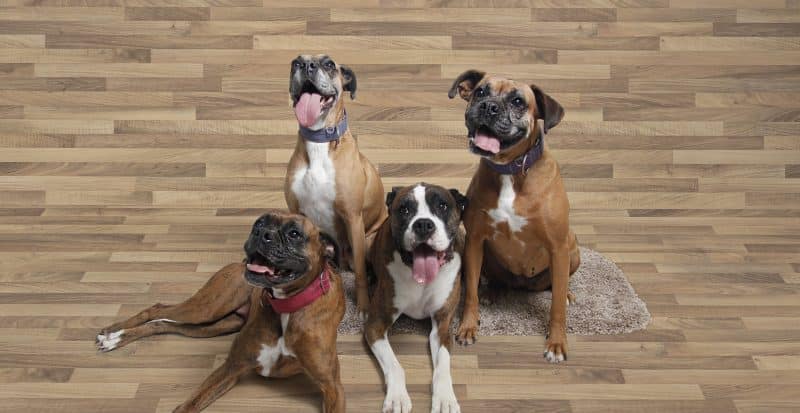 4 bóxer alemán descansando en el suelo
