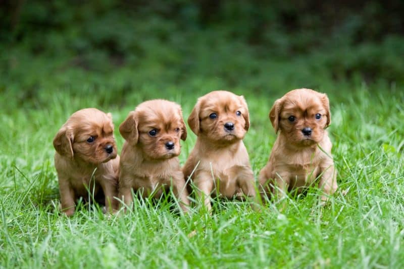 4 cavalier king charles spaniel castanos