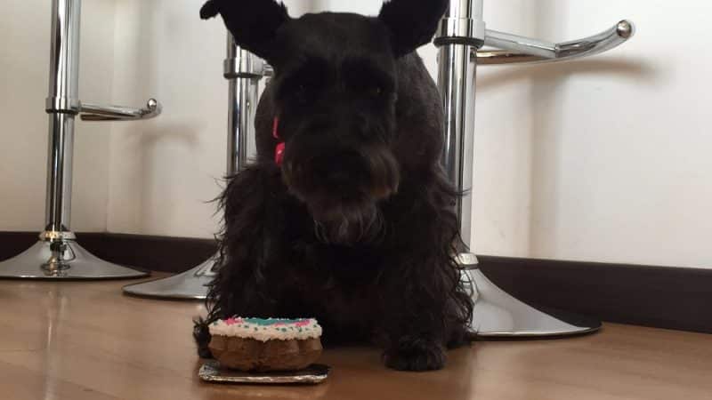 6 alimentos prohibidos para el terrier escoces