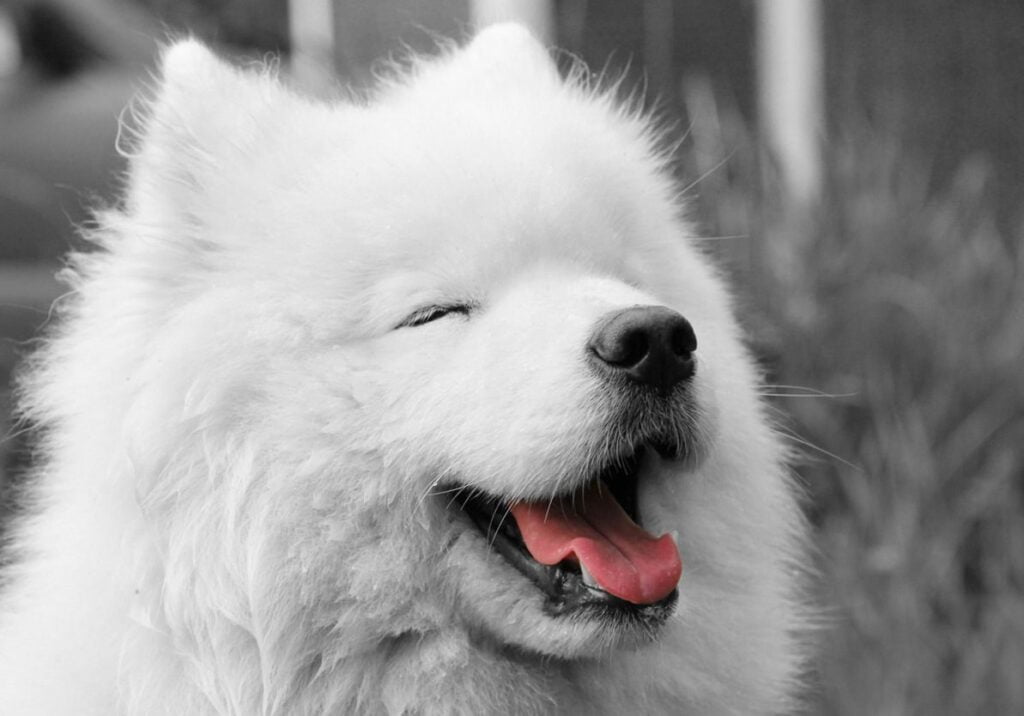 6 curiosidades del samoyedo