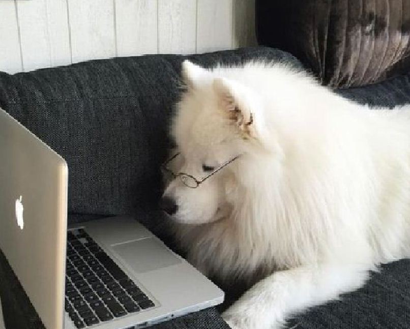 7 consejos a la hora de comprar un samoyedo 2