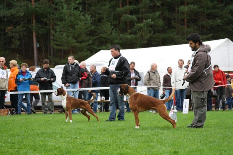 adiestramiento del bóxer alemán