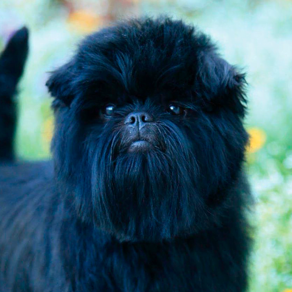 affenpinscher raza perro