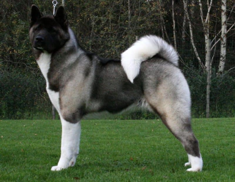 Akita americano adulto
