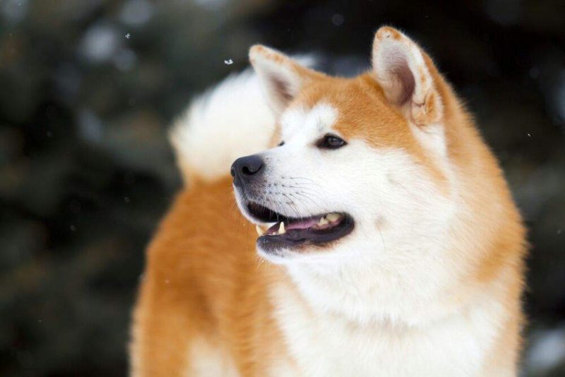 akita inu