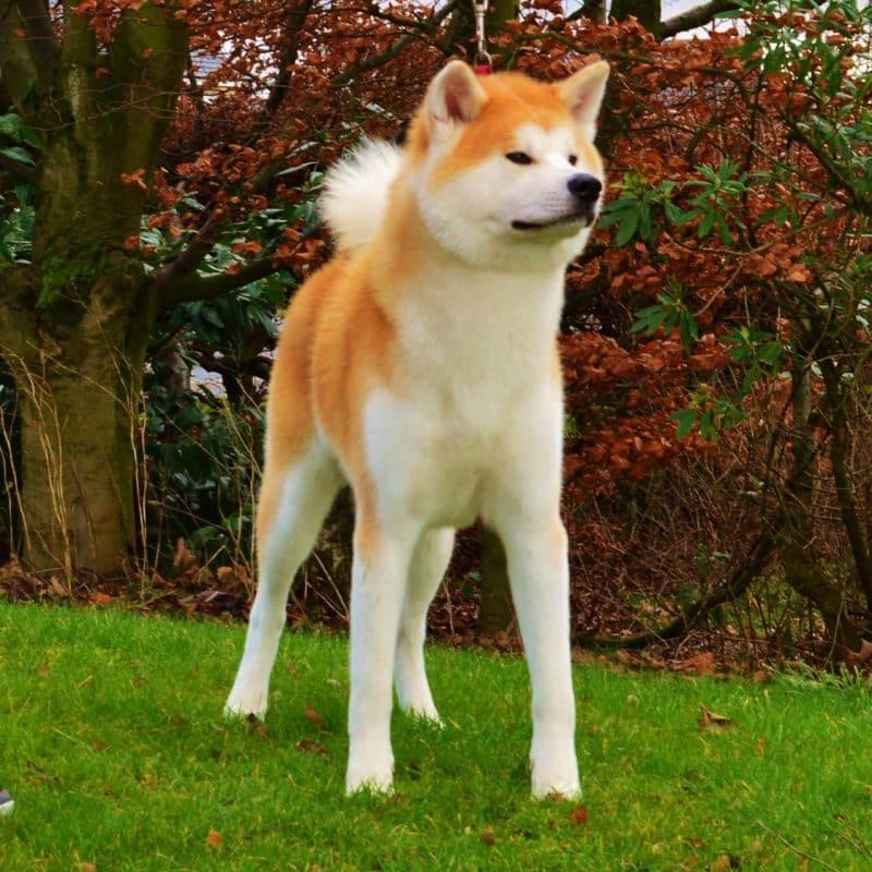 Akita inu adulto