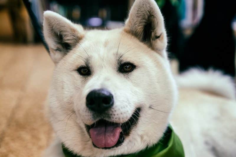 Akita Inu blanco en un torneo