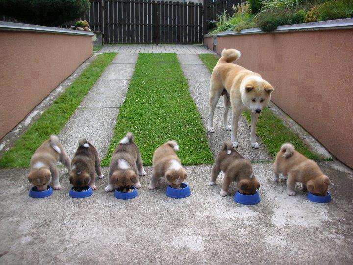 Akita Inu controlando que sus cachorros se alimenten bien