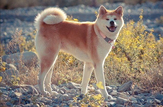 Akita Inu disfrutando un atardecer