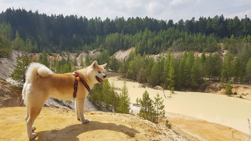 Akita Inu observando el paisaje desde una colina