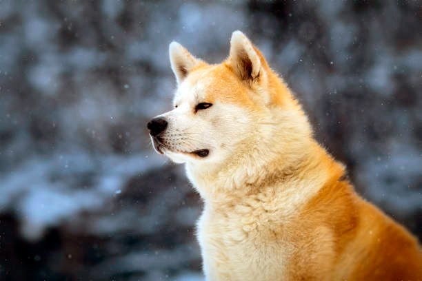 akita inu observando la inmensidad en invierno