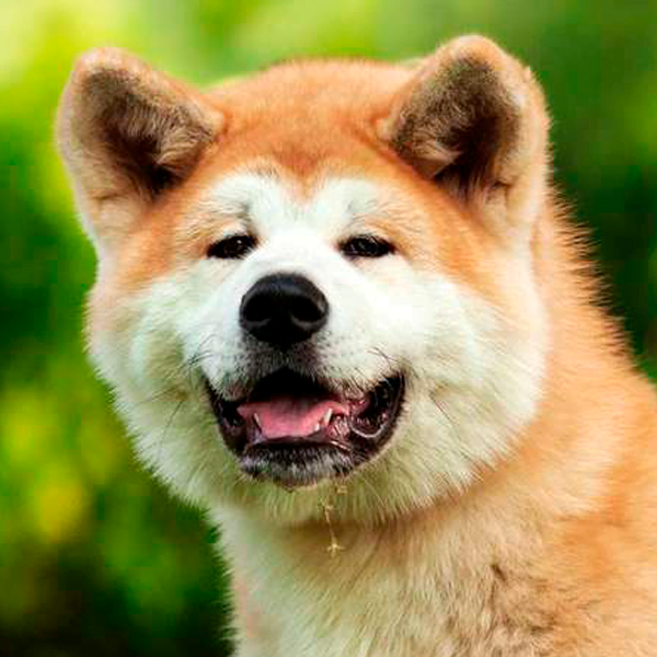 akita inu raza perro thumb