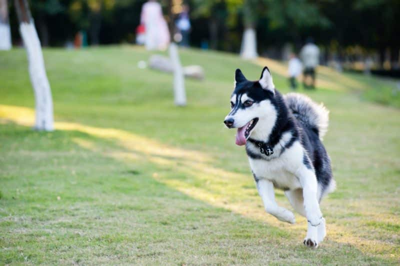 Alaskan Malamute corriendo en un parque