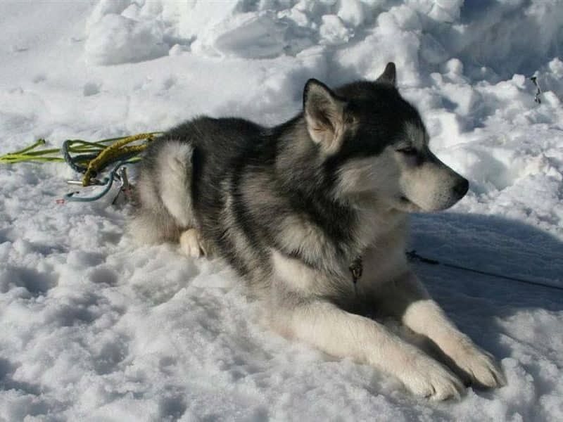 alaskan malamute de trineo descansando