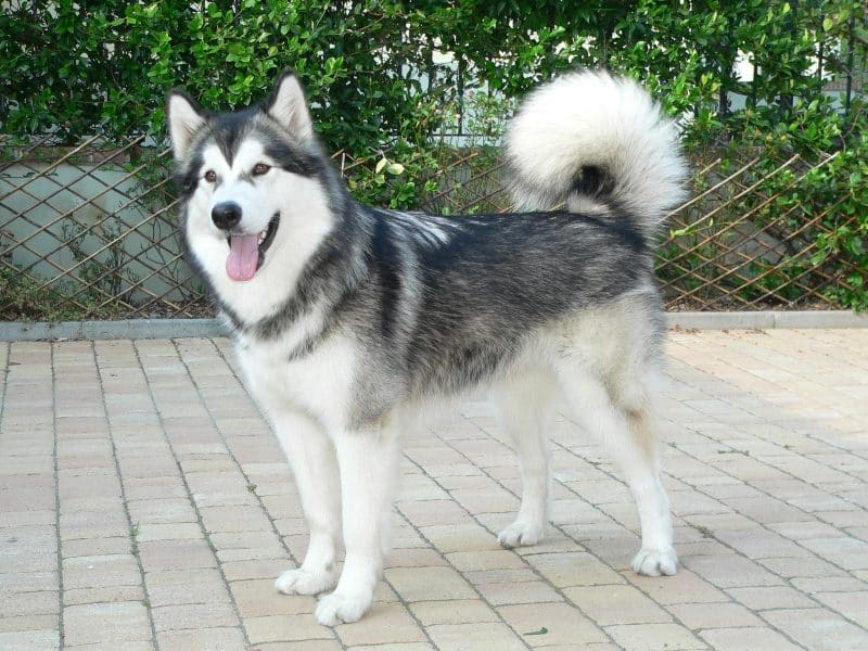 alaskan malamute parado sobre adocretos
