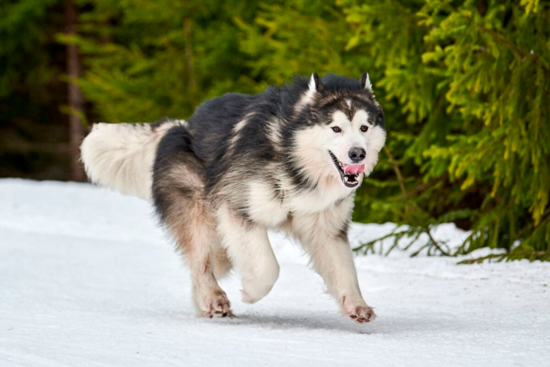 alaskan malamute raza perro