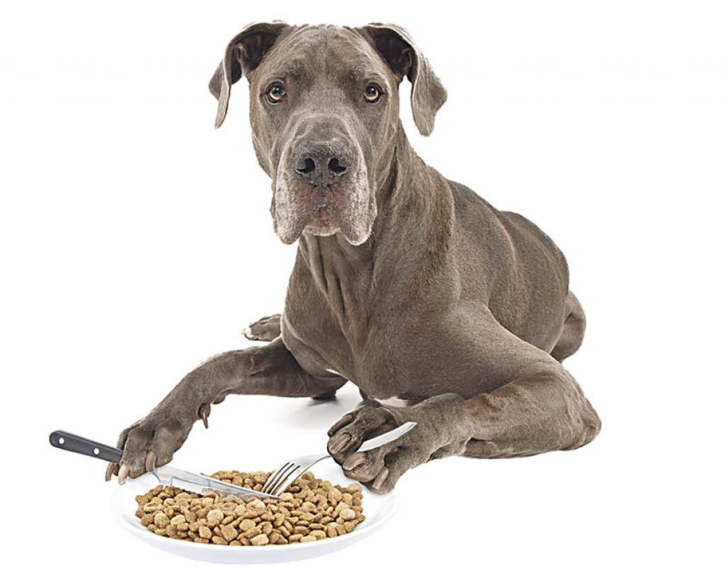 alimentación de un gran danés 1